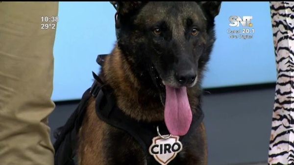 Matías Chaparro visitó ArribaPy y habló sobre el adiestramiento canino - SNT