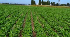 La Nación / Prevén lluvias superiores a 50 mm en zonas agrícolas para esta semana