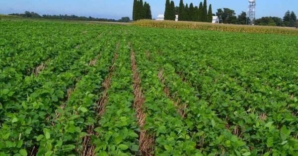 La Nación / Prevén lluvias superiores a 50 mm en zonas agrícolas para esta semana
