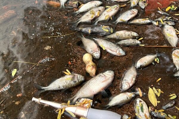 Denuncian extrema mortandad de peces en el arroyo Lambaré
