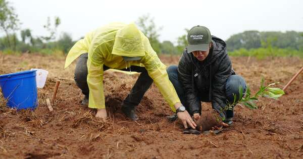 Diario HOY | ¡Éxito total! Paraguay Planta celebra 10 ediciones reforestando el futuro