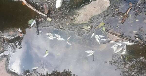 Diario HOY | Aparecen peces muertos en el arroyo Lambaré y piden rápida intervención de la comuna