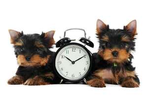 Los perros no usan reloj pero saben qué hora es: así calculan el tiempo cuando te esperan  - Mascotas - ABC Color