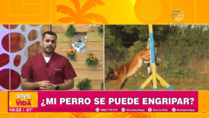 ¿Los perros se pueden engripar?