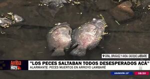 La Nación / Denuncian gran mortandad de peces en el arroyo Lambaré