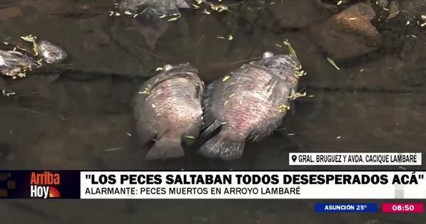 La Nación / Denuncian gran mortandad de peces en el arroyo Lambaré