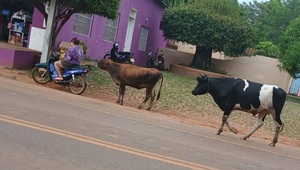 Sanjosianos siguen lamentando circulación animales sueltos en la vía pública - Noticiero Paraguay