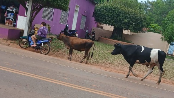 Sanjosianos siguen lamentando circulación animales sueltos en la vía pública - Noticiero Paraguay