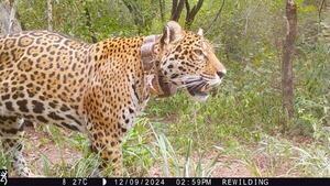 Video: en el Gran Chaco liberan por primera vez un yaguareté silvestre translocado - Ciencia - ABC Color