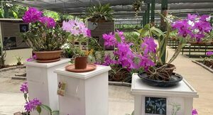 Exposición y venta permanente de orquídeas impulsa la producción local en San Lorenzo