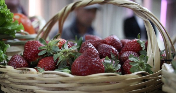 Temporada de frutillas podría adelantarse al mes de mayo gracias a exitosa siembra