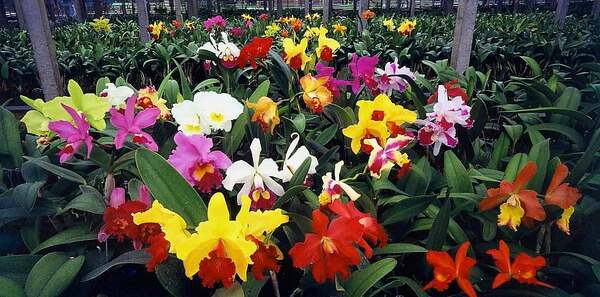 San Lorenzo: Exposición y venta permanente de orquídeas » San Lorenzo PY