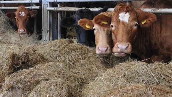 Sacrifican 3.000 reses en Hungría tras detectar nuevo brote de fiebre aftosa