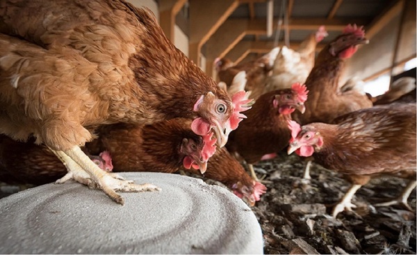 Empresas en EE.UU. ofrecen gallinas en alquiler ante la subida de precios de los huevos - OviedoPress