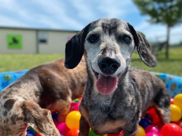 Cómo adaptar el hogar para un perro de edad avanzada - Mascotas - ABC Color