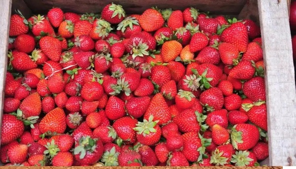 Productores frutilleros de Areguá prevén adelantar la cosecha para mayo