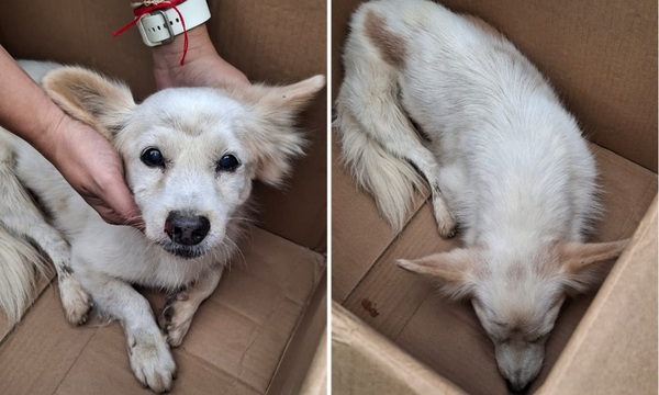 Una joven rescató a perrito atropellado en Coronel Oviedo y busca a sus dueños - OviedoPress
