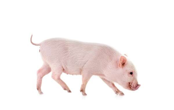 Hígado de cerdo genéticamente modificado podría sobrevivir y funcionar en un cuerpo humano - Ciencia - ABC Color