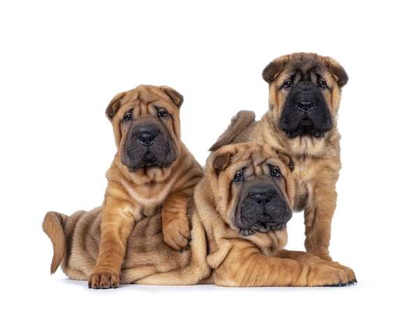 Estas son las razas de perros con más problemas de piel y así podés cuidarlos - Mascotas - ABC Color