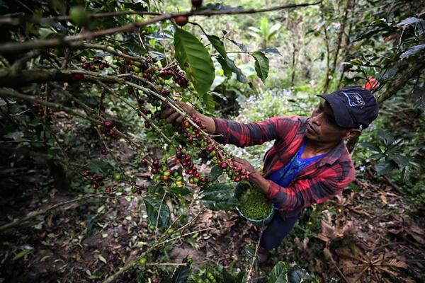 Del campo a la taza: as铆 sacude al mundo del caf茅 el clima, la inflaci贸n y la geopol铆tica