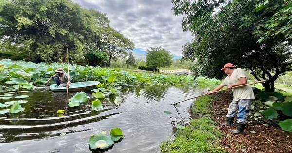 La Nación / Realizan hermoseamiento del parque Ñu Guasu con retiro de carteles y limpieza de los lagos