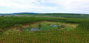 Exportaciones forestales muestran crecimiento sostenido en Paraguay