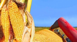 Precio del trigo se reduce 3% debido a negociaciones entre Rusia y Ucrania