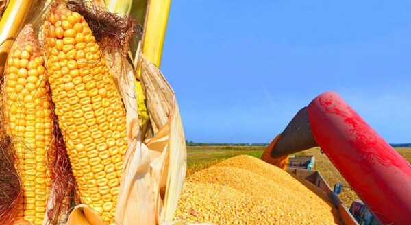 Precio del trigo se reduce 3% debido a negociaciones entre Rusia y Ucrania