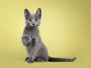 ¿Por qué los suelen acercarse a la persona que no los quiere? - Mascotas - ABC Color