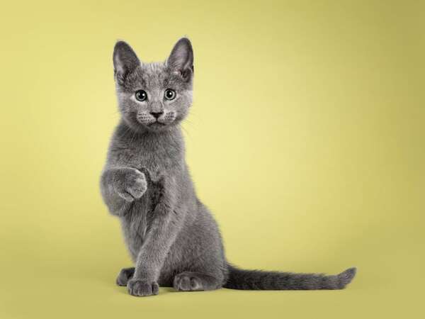 ¿Por qué los gatos suelen acercarse a la persona que no los quiere? - Mascotas - ABC Color