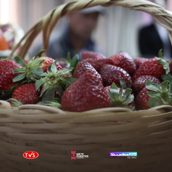 ¿LA COSECHA DE FRUTILLAS PODRÍA COMENZAR EN MAYO GRACIAS A UNA SIEMBRA EXITOSA? - TVS
