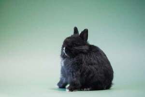 Las razas de conejos más pequeñas y fáciles de manejar: te conquistarán - Mascotas - ABC Color