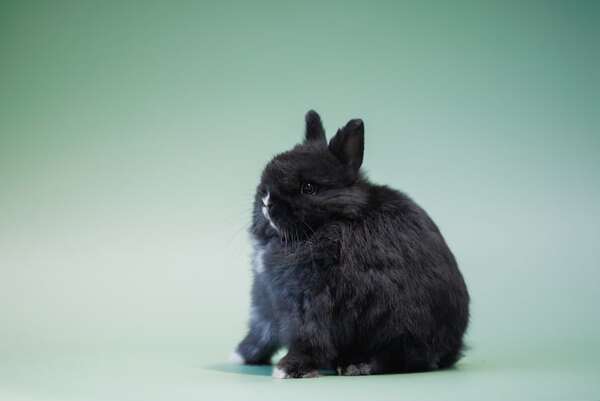 Las razas de conejos más pequeñas y fáciles de manejar: te conquistarán - Mascotas - ABC Color