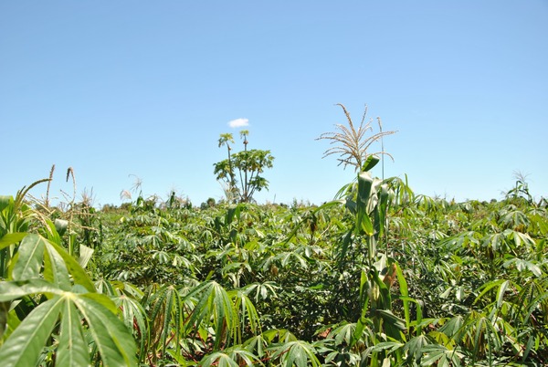 José Rosero Moncayo: “Un sistema nacional sólido de estadísticas agropecuarias y de alimentación es clave” | Locales | 5Días