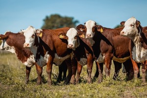 El Braford del Mercosur sigue creciendo: giras, juras y remates en el Congreso Mundial