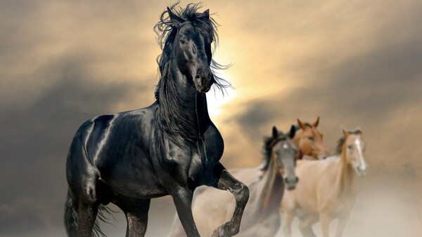 Los caballos, los grandes atletas de la naturaleza gracias a una mutación genética