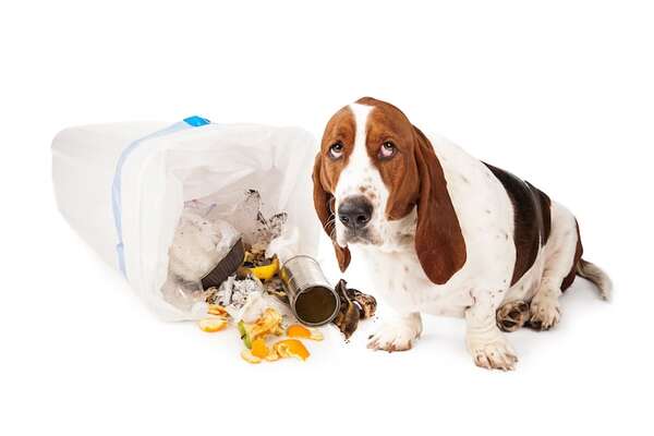 ¿Los perros tienen noción de la culpa o solo nos manipulan con su carita triste? - Mascotas - ABC Color
