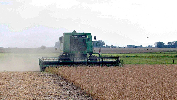 Pese a que lluvia no fue suficiente en algunas zonas, persiste la esperanza de los productores - La Clave