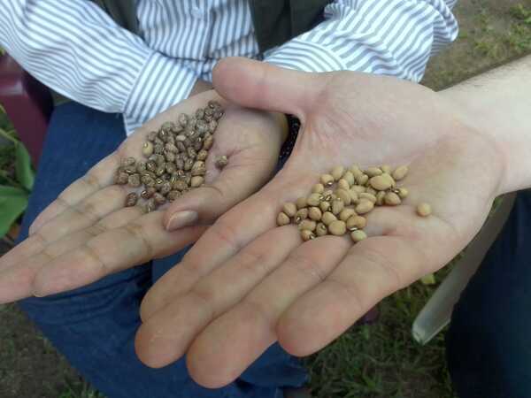 Productores de la agricultura familiar se preparan para producir semillas certificadas - .::Agencia IP::.
