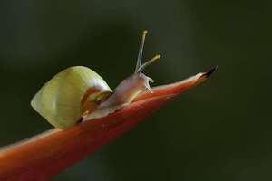Rara especie de caracol arbóreo polinesio ya no está en extinción - Ciencia - ABC Color