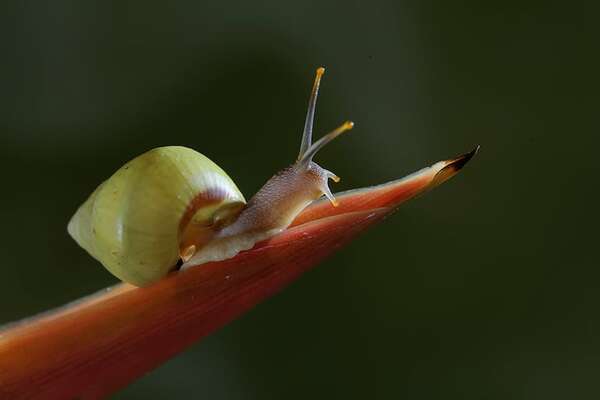Rara especie de caracol arbóreo polinesio ya no está en extinción - Ciencia - ABC Color