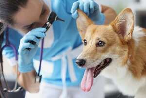 Cómo hacer más cómoda la vida de un gato o perro ciego o sordo - Mascotas - ABC Color
