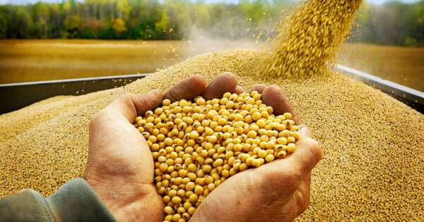 La Nación / Gremios definen la próxima semana el futuro de la exportación de soja paraguaya a Europa