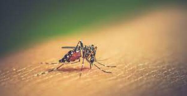 Insisten con el control y la prevención del dengue - 1000 Noticias