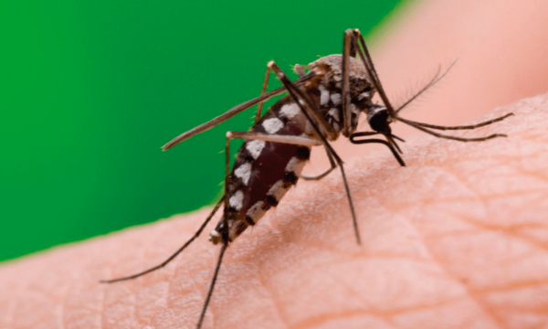 Reportan notificaciones de dengue en ascenso desde hace cuatro semanas