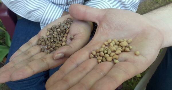 La Nación / Senave asistirá a agricultores de Ñeembucú en la producción de poroto