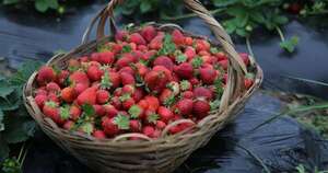 La Nación / Productores de frutilla inician siembra temprana en Areguá