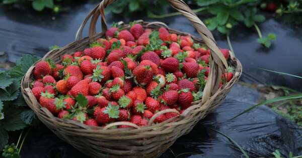 La Nación / Productores de frutilla inician siembra temprana en Areguá