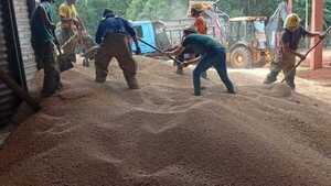 Obrero muere aplastado por granos en un silo de Itapúa