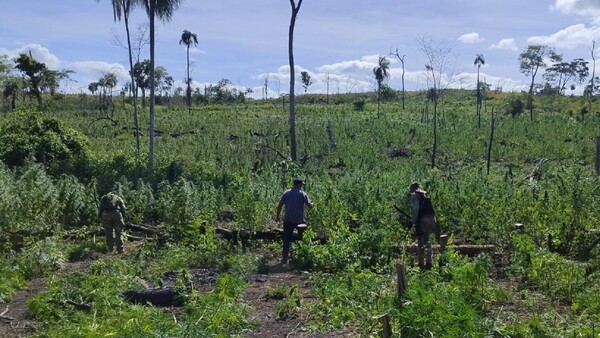 Destruyen 10 hectáreas de plantaciones de marihuana en Bella Vista Norte